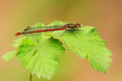 <i class='fa fa-user'></i>&nbsp;Rob Belterman&nbsp;|  Vuurjuffer&nbsp; <i class='fa fa-eye'>&nbsp;62</i> &nbsp; <i class='fa fa-comment-o'>&nbsp;5</i>