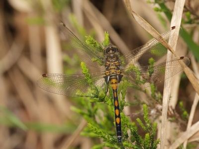 <i class='fa fa-user'></i>&nbsp;Rob Belterman&nbsp;|  Noordse Witsnuitlibel&nbsp; <i class='fa fa-eye'>&nbsp;58</i> &nbsp;<i class='fa fa-thumbs-up'>&nbsp;2</i> &nbsp; <i class='fa fa-comment-o'>&nbsp;4</i>