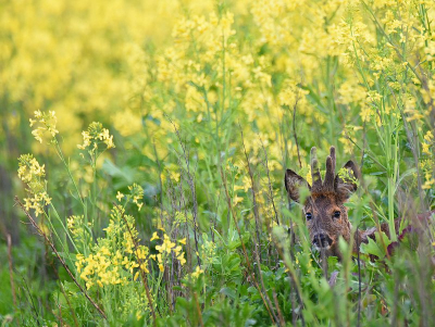 <i class='fa fa-user'></i>&nbsp;robert-jan&nbsp;|  Ree&nbsp; <i class='fa fa-eye'>&nbsp;49</i> &nbsp; <i class='fa fa-comment-o'>&nbsp;2</i>