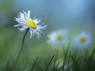 <i class='fa fa-user'></i>&nbsp;ErnovanDoorn&nbsp;|  Madeliefje&nbsp; <i class='fa fa-eye'>&nbsp;47</i> &nbsp;<i class='fa fa-thumbs-up'>&nbsp;1</i> &nbsp; <i class='fa fa-comment-o'>&nbsp;5</i>