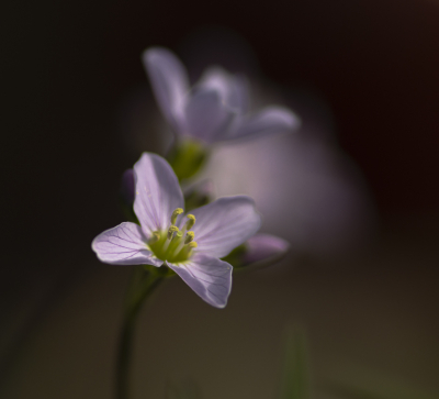 <i class='fa fa-user'></i>&nbsp;ErnovanDoorn&nbsp;|  Pinksterbloem&nbsp; <i class='fa fa-eye'>&nbsp;47</i> &nbsp;<i class='fa fa-thumbs-up'>&nbsp;1</i> &nbsp; <i class='fa fa-comment-o'>&nbsp;3</i>