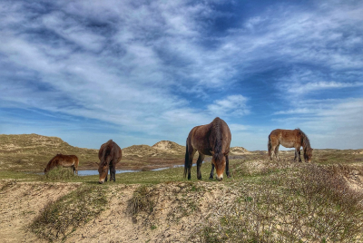 <i class='fa fa-user'></i> Tineke Strijbosch | Wilde paarden in de duinen  <i class='fa fa-eye'> 100</i>  <i class='fa fa-thumbs-up'> 7</i>   <i class='fa fa-comment-o'> 10</i>