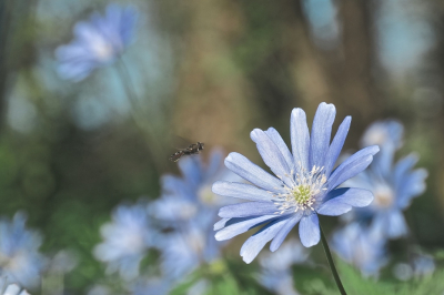 <i class='fa fa-user'></i>&nbsp;hesterb&nbsp;|  Blauwe Anemoon&nbsp; <i class='fa fa-eye'>&nbsp;44</i> &nbsp;<i class='fa fa-thumbs-up'>&nbsp;1</i> &nbsp; <i class='fa fa-comment-o'>&nbsp;6</i>