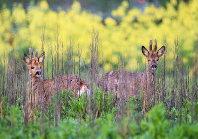 <i class='fa fa-user'></i>&nbsp;robert-jan&nbsp;|  Ree&nbsp; <i class='fa fa-eye'>&nbsp;66</i> &nbsp; <i class='fa fa-comment-o'>&nbsp;2</i>