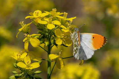 <i class='fa fa-user'></i>&nbsp;Johan van Gurp&nbsp;|  Oranjetipje&nbsp; <i class='fa fa-eye'>&nbsp;53</i> &nbsp; <i class='fa fa-comment-o'>&nbsp;4</i>