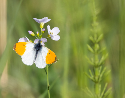 <i class='fa fa-user'></i>&nbsp;David&nbsp;|  Oranjetipje&nbsp; <i class='fa fa-eye'>&nbsp;68</i> &nbsp; <i class='fa fa-comment-o'>&nbsp;2</i>