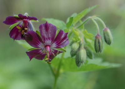 <i class='fa fa-user'></i>&nbsp;Tim Oord&nbsp;|  Donkere Ooievaarsbek&nbsp; <i class='fa fa-eye'>&nbsp;62</i> &nbsp;<i class='fa fa-thumbs-up'>&nbsp;1</i> &nbsp; <i class='fa fa-comment-o'>&nbsp;4</i>