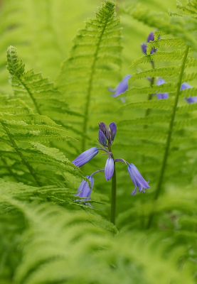 <i class='fa fa-user'></i>&nbsp;Tim Oord&nbsp;|  Wilde Hyacint&nbsp; <i class='fa fa-eye'>&nbsp;61</i> &nbsp; <i class='fa fa-comment-o'>&nbsp;5</i>