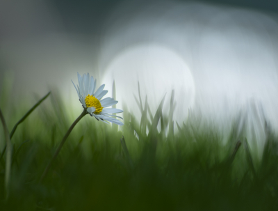 <i class='fa fa-user'></i>&nbsp;ErnovanDoorn&nbsp;|  Madeliefje&nbsp; <i class='fa fa-eye'>&nbsp;66</i> &nbsp;<i class='fa fa-thumbs-up'>&nbsp;1</i> &nbsp; <i class='fa fa-comment-o'>&nbsp;6</i>