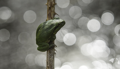 <i class='fa fa-user'></i>&nbsp;Bertus&nbsp;|  Europese Boomkikker&nbsp; <i class='fa fa-eye'>&nbsp;108</i> &nbsp;<i class='fa fa-thumbs-up'>&nbsp;9</i> &nbsp; <i class='fa fa-comment-o'>&nbsp;16</i>