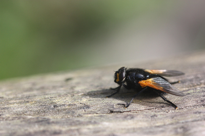 <i class='fa fa-user'></i>&nbsp;Paul Vandebroek&nbsp;|  Schorsvlieg&nbsp; <i class='fa fa-eye'>&nbsp;40</i> &nbsp;<i class='fa fa-thumbs-up'>&nbsp;2</i> &nbsp; <i class='fa fa-comment-o'>&nbsp;4</i>