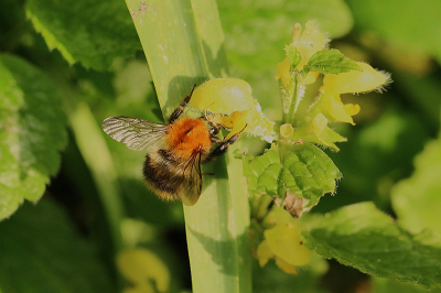 <i class='fa fa-user'></i>&nbsp;frbeuming&nbsp;|  Akkerhommel&nbsp; <i class='fa fa-eye'>&nbsp;39</i> &nbsp; <i class='fa fa-comment-o'>&nbsp;2</i>