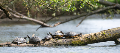 <i class='fa fa-user'></i>&nbsp;PascalK&nbsp;|  Lettersierschildpad&nbsp; <i class='fa fa-eye'>&nbsp;98</i> &nbsp; <i class='fa fa-comment-o'>&nbsp;7</i>