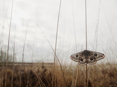 Saturnia pavonia / Nachtpauwoog / Emperor Moth