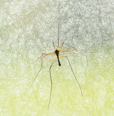 <i class='fa fa-user'></i>&nbsp;Truus Aletta Maan&nbsp;|  Langpootmug sp.&nbsp; <i class='fa fa-eye'>&nbsp;47</i> &nbsp; <i class='fa fa-comment-o'>&nbsp;3</i>