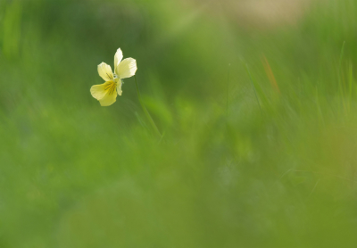 <i class='fa fa-user'></i>&nbsp;Jurgen Maassen&nbsp;|  Zinkviooltje&nbsp; <i class='fa fa-eye'>&nbsp;60</i> &nbsp;<i class='fa fa-thumbs-up'>&nbsp;5</i> &nbsp; <i class='fa fa-comment-o'>&nbsp;8</i>