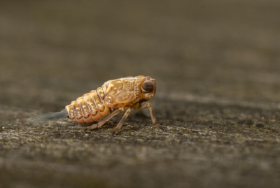 <i class='fa fa-user'></i>&nbsp;ErnovanDoorn&nbsp;|  Klimopkevercicade&nbsp; <i class='fa fa-eye'>&nbsp;67</i> &nbsp;<i class='fa fa-thumbs-up'>&nbsp;4</i> &nbsp; <i class='fa fa-comment-o'>&nbsp;14</i>