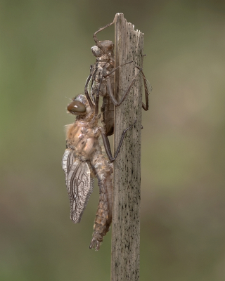 <i class='fa fa-user'></i>&nbsp;Johan van Gurp&nbsp;|  Smaragdlibel&nbsp; <i class='fa fa-eye'>&nbsp;63</i> &nbsp;<i class='fa fa-thumbs-up'>&nbsp;4</i> &nbsp; <i class='fa fa-comment-o'>&nbsp;6</i>