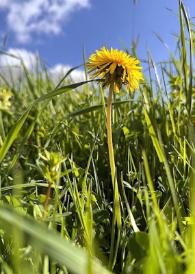 <i class='fa fa-user'></i>&nbsp;HenK5&nbsp;|  Paardenbloem&nbsp; <i class='fa fa-eye'>&nbsp;45</i> &nbsp; <i class='fa fa-comment-o'>&nbsp;3</i>