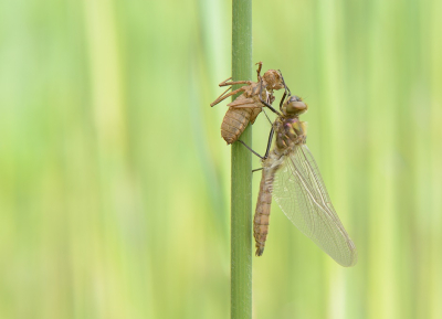 <i class='fa fa-user'></i>&nbsp;koekieman&nbsp;|  Smaragdlibel&nbsp; <i class='fa fa-eye'>&nbsp;73</i> &nbsp;<i class='fa fa-thumbs-up'>&nbsp;5</i> &nbsp; <i class='fa fa-comment-o'>&nbsp;9</i>