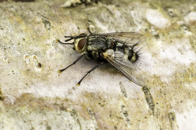 <i class='fa fa-user'></i>&nbsp;Martin Verbeeten&nbsp;|  Exorista larvarum&nbsp; <i class='fa fa-eye'>&nbsp;41</i> &nbsp; <i class='fa fa-comment-o'>&nbsp;5</i>