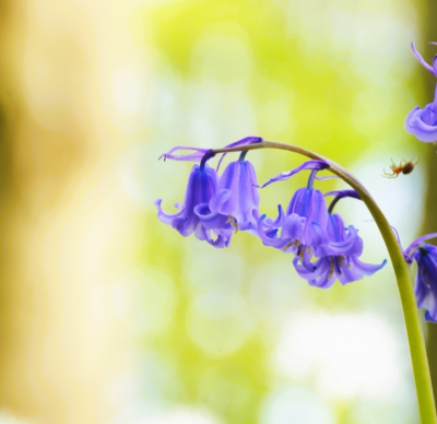 <i class='fa fa-user'></i>&nbsp;hesterb&nbsp;|  Wilde Hyacint&nbsp; <i class='fa fa-eye'>&nbsp;94</i> &nbsp; <i class='fa fa-comment-o'>&nbsp;6</i>