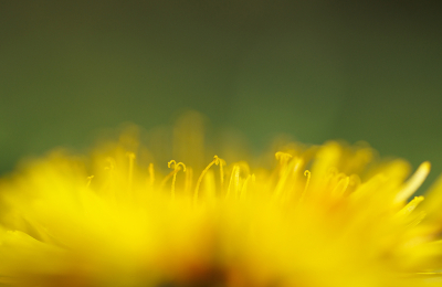 Paardenbloemen. Je komt ze zoveel en overal tegen dat je er bijna aan voorbij gaat lopen. Daarbij vergetend dat het erg mooie bloemen zijn. Althans dat vind ik. Niet alleen de zaadpluisjes, de bloeiende bloem ook.
Te midden van de bloemblaadjes een paar stampers met stuifmeelkorrels.