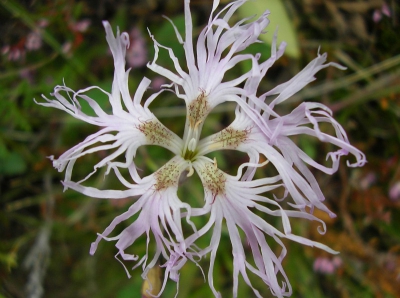 Ondanks de kou waren op de alpenhellingen nog vele bloemen volop in bloei