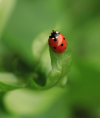 <i class='fa fa-user'></i>&nbsp;Tineke Strijbosch&nbsp;|  Zevenstippelig Lieveheersbeestje&nbsp; <i class='fa fa-eye'>&nbsp;46</i> &nbsp;<i class='fa fa-thumbs-up'>&nbsp;2</i> &nbsp; <i class='fa fa-comment-o'>&nbsp;6</i>