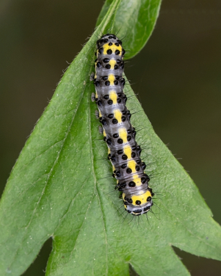 <i class='fa fa-user'></i>&nbsp;Johan van Gurp&nbsp;|  Krakeling&nbsp; <i class='fa fa-eye'>&nbsp;52</i> &nbsp; <i class='fa fa-comment-o'>&nbsp;2</i>