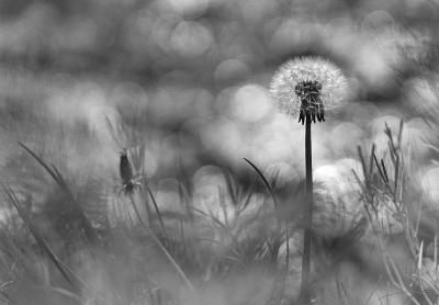 Nature picture: 1. Paardenbloem