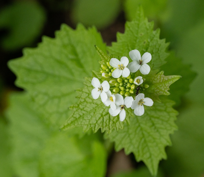 Nature picture: 1. Look-zonder-look