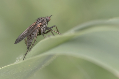 Nature picture: 1. Grote Dansvlieg