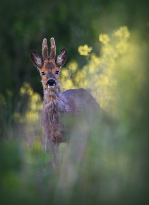 <i class='fa fa-user'></i>&nbsp;robert-jan&nbsp;|  Ree&nbsp; <i class='fa fa-eye'>&nbsp;69</i> &nbsp;<i class='fa fa-thumbs-up'>&nbsp;3</i> &nbsp; <i class='fa fa-comment-o'>&nbsp;6</i>