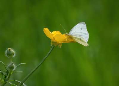 <i class='fa fa-user'></i>&nbsp;Jurgen Maassen&nbsp;|  Klein Koolwitje&nbsp; <i class='fa fa-eye'>&nbsp;52</i> &nbsp;<i class='fa fa-thumbs-up'>&nbsp;2</i> &nbsp; <i class='fa fa-comment-o'>&nbsp;4</i>