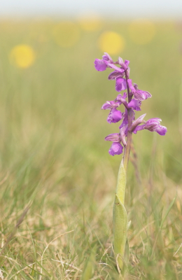 Nature picture: 1. Harlekijn