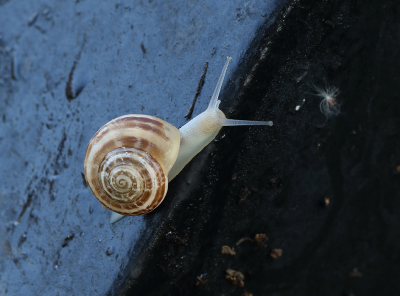 Determinatie zeker volgens OBS

Beschrijf de manier waarop de foto gemaakt is. (Minimaal 15 woorden).
Maximale lengte (karakters): 2048
Techniek (bewerkingen/exif):
Beschrijf de bewerkingen die je op de foto hebt uitgevoerd,
gebruikt diafragma/sluitertijd/iso, of het een crop is, etc. (Bereken croppercentage)