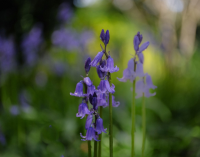 <i class='fa fa-user'></i>&nbsp;Jacolienl&nbsp;|  Wilde Hyacint&nbsp; <i class='fa fa-eye'>&nbsp;65</i> &nbsp;<i class='fa fa-thumbs-up'>&nbsp;1</i> &nbsp; <i class='fa fa-comment-o'>&nbsp;8</i>