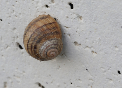 Opname omstandigheden:
Beschrijf de manier waarop de foto gemaakt is. (Minimaal 15 woorden).
Maximale lengte (karakters): 2048
Techniek (bewerkingen/exif):
Beschrijf de bewerkingen die je op de foto hebt uitgevoerd,
gebruikt diafragma/sluitertijd/iso