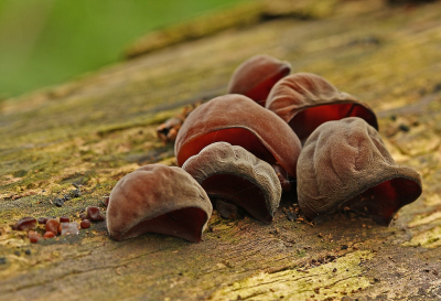 <i class='fa fa-user'></i>&nbsp;Cor&nbsp;|  Echt Judasoor&nbsp; <i class='fa fa-eye'>&nbsp;61</i> &nbsp;<i class='fa fa-thumbs-up'>&nbsp;1</i> &nbsp; <i class='fa fa-comment-o'>&nbsp;9</i>