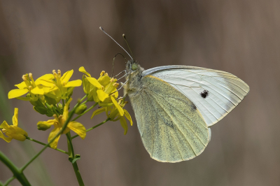 <i class='fa fa-user'></i>&nbsp;Johan van Gurp&nbsp;|  Groot Koolwitje&nbsp; <i class='fa fa-eye'>&nbsp;51</i> &nbsp; <i class='fa fa-comment-o'>&nbsp;5</i>