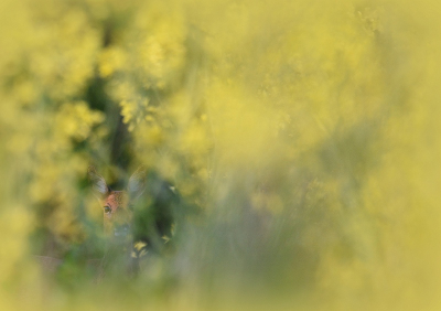 <i class='fa fa-user'></i>&nbsp;robert-jan&nbsp;|  Ree&nbsp; <i class='fa fa-eye'>&nbsp;81</i> &nbsp;<i class='fa fa-thumbs-up'>&nbsp;1</i> &nbsp; <i class='fa fa-comment-o'>&nbsp;6</i>