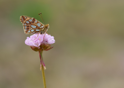 Nature picture: 1. Kleine Parelmoervlinder