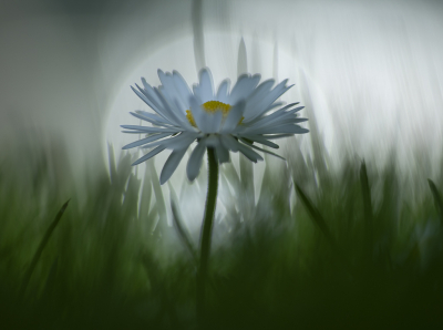 <i class='fa fa-user'></i>&nbsp;ErnovanDoorn&nbsp;|  Madeliefje&nbsp; <i class='fa fa-eye'>&nbsp;65</i> &nbsp; <i class='fa fa-comment-o'>&nbsp;5</i>