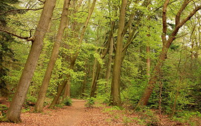 <i class='fa fa-user'></i> Tineke Strijbosch | Lentegroen in het Asserbos  <i class='fa fa-eye'> 32</i>   <i class='fa fa-comment-o'> 4</i>