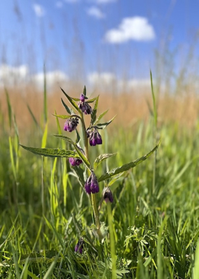 <i class='fa fa-user'></i>&nbsp;HenK5&nbsp;|  Gewone Smeerwortel&nbsp; <i class='fa fa-eye'>&nbsp;68</i> &nbsp;<i class='fa fa-thumbs-up'>&nbsp;1</i> &nbsp; <i class='fa fa-comment-o'>&nbsp;7</i>