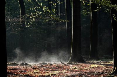 Nature picture: 1. Dampend bos