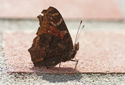 <i class='fa fa-user'></i>&nbsp;Cor&nbsp;|  Dagpauwoog&nbsp; <i class='fa fa-eye'>&nbsp;58</i> &nbsp;<i class='fa fa-thumbs-up'>&nbsp;2</i> &nbsp; <i class='fa fa-comment-o'>&nbsp;8</i>