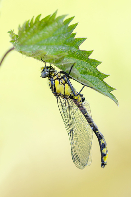 Nature picture: 1. Beekrombout