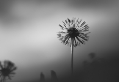 <i class='fa fa-user'></i>&nbsp;ErnovanDoorn&nbsp;|  Paardenbloem&nbsp; <i class='fa fa-eye'>&nbsp;49</i> &nbsp; <i class='fa fa-comment-o'>&nbsp;7</i>